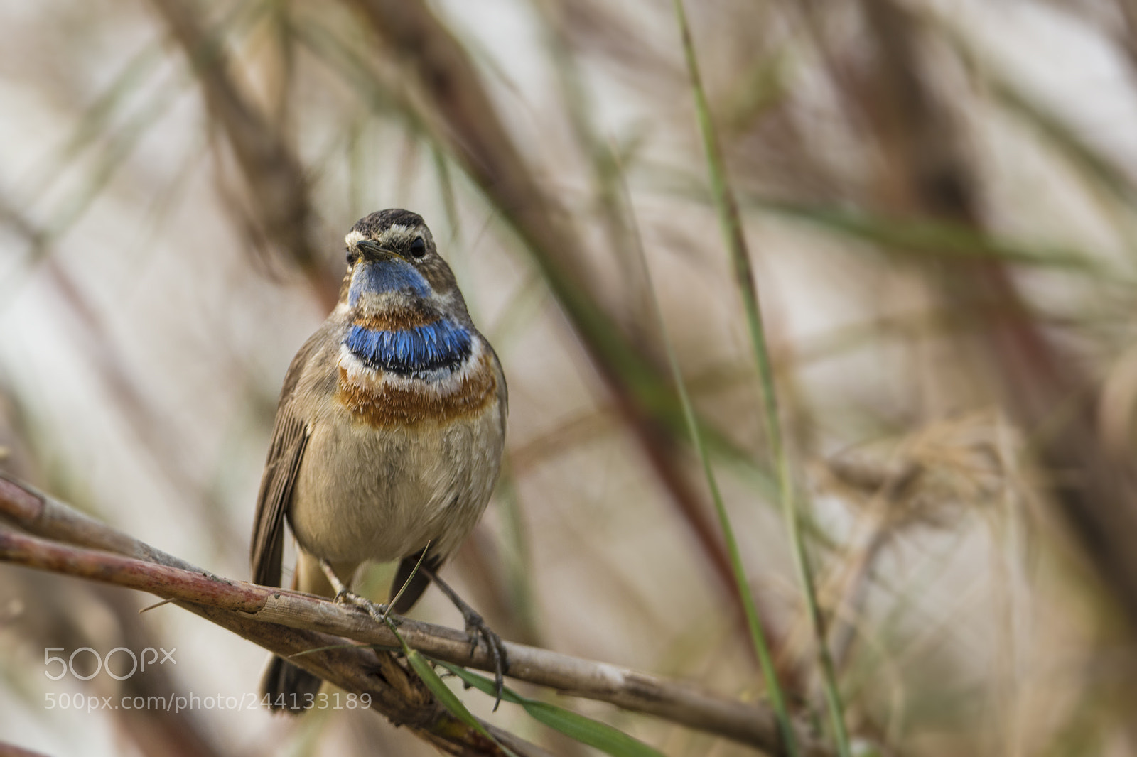 Canon EOS 5DS sample photo. Siberian blue throat photography