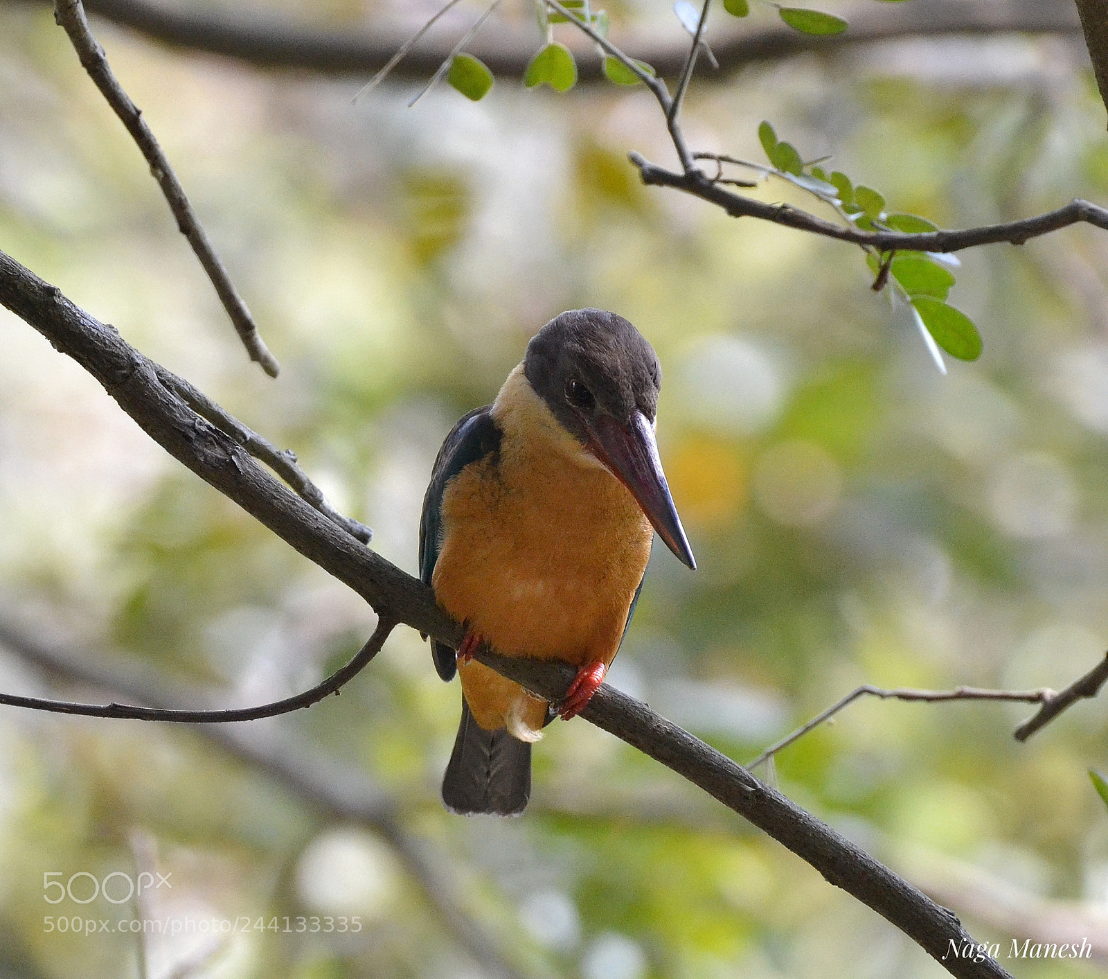 Nikon D3100 sample photo. Kingfisher photography