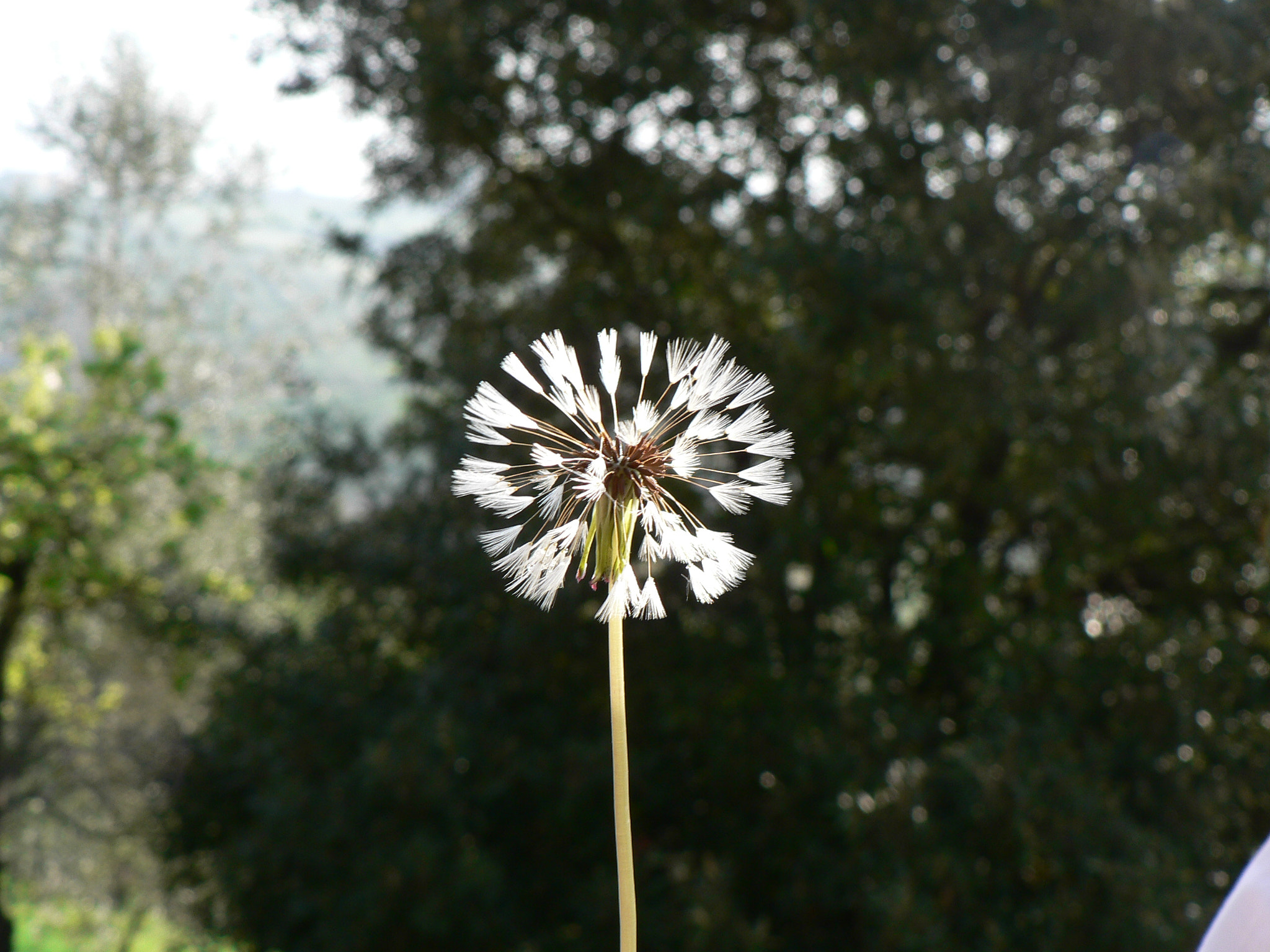 Panasonic DMC-FZ5 sample photo. Things that grow in toscana photography