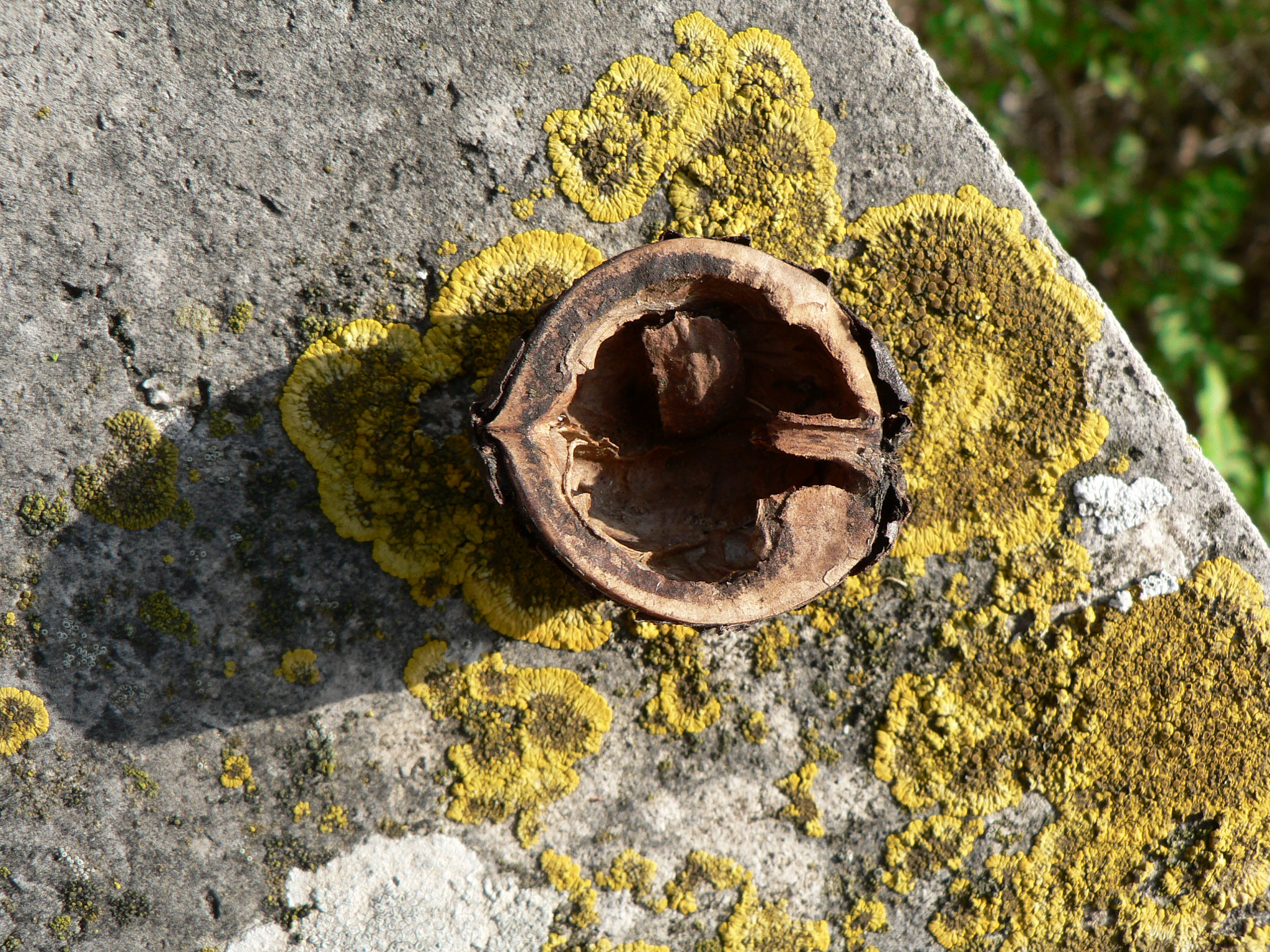 Panasonic DMC-FZ5 sample photo. Things that grow in toscana photography