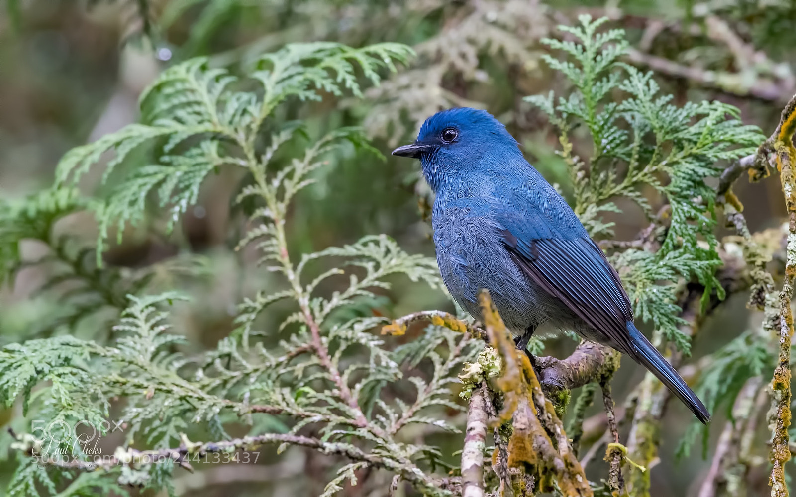 Nikon D810 sample photo. Nilgiri flycatcher photography
