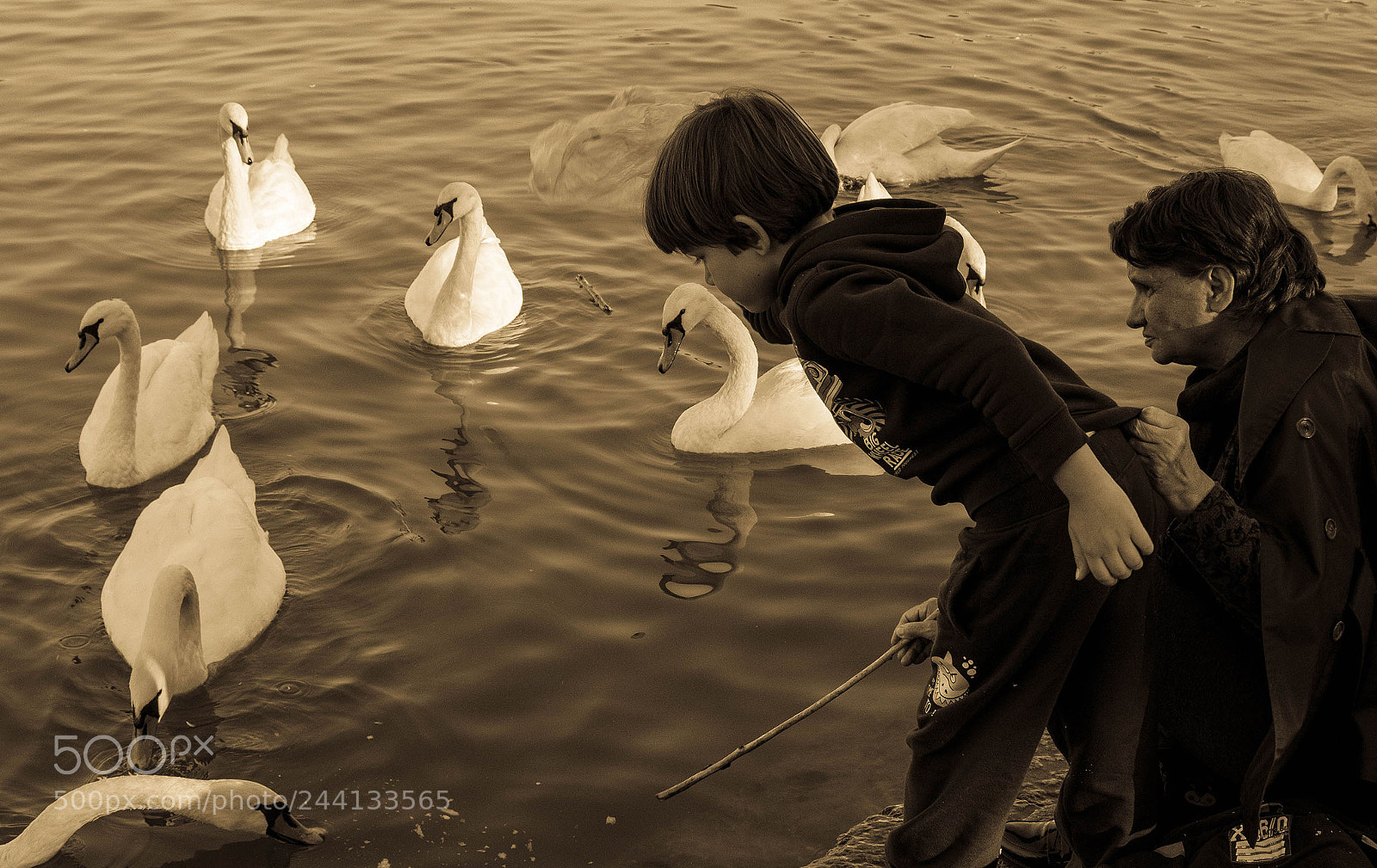 Canon EOS 1200D (EOS Rebel T5 / EOS Kiss X70 / EOS Hi) sample photo. Feeding swans photography