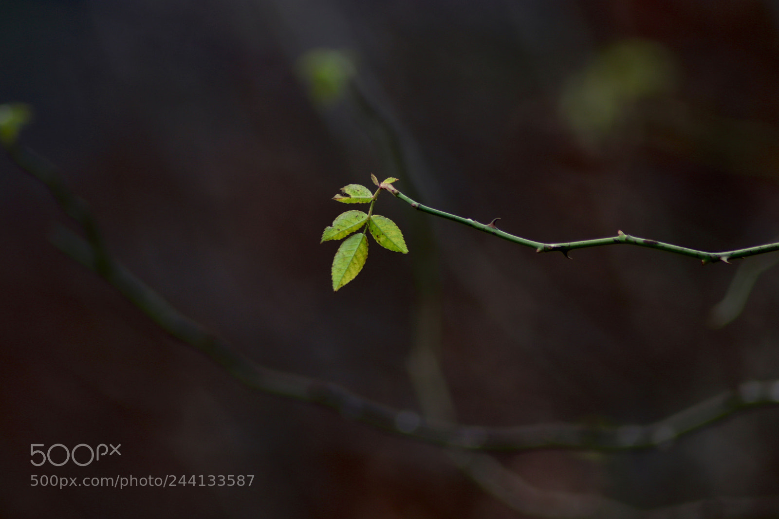 Canon EOS 800D (EOS Rebel T7i / EOS Kiss X9i) sample photo. Leaf photography