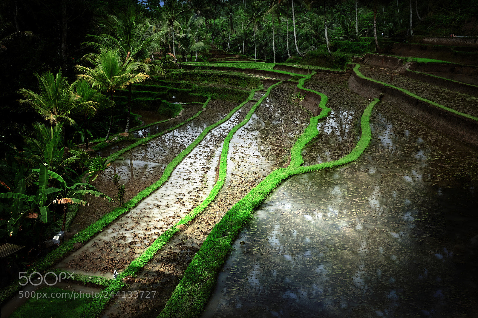 Fujifilm X100S sample photo. Rice terraces near ubud photography