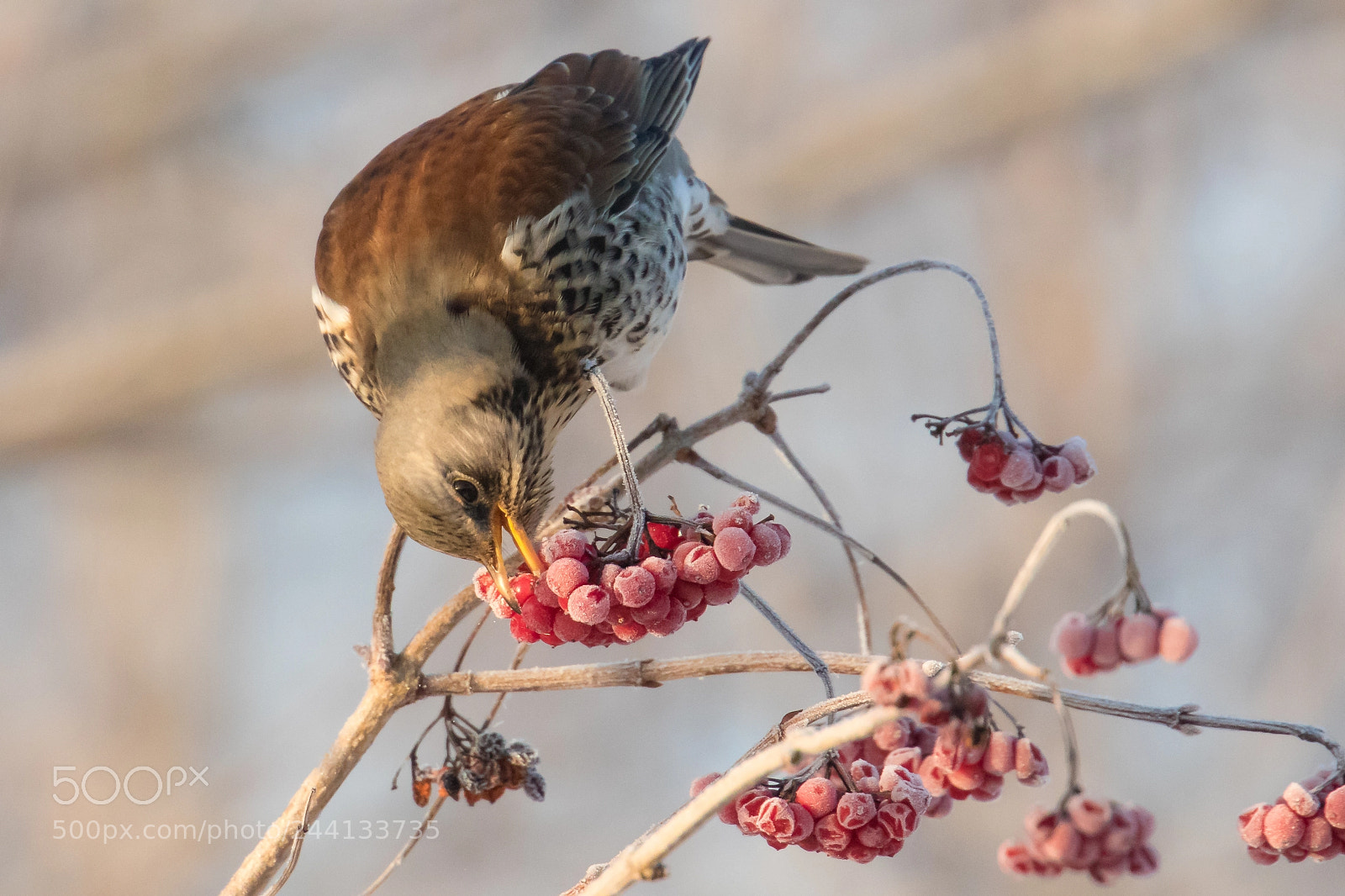 Canon EOS 7D Mark II sample photo. Fieldfare (turdus pilaris) photography