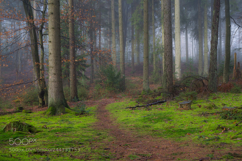 Canon EOS 60D sample photo. In the forest photography