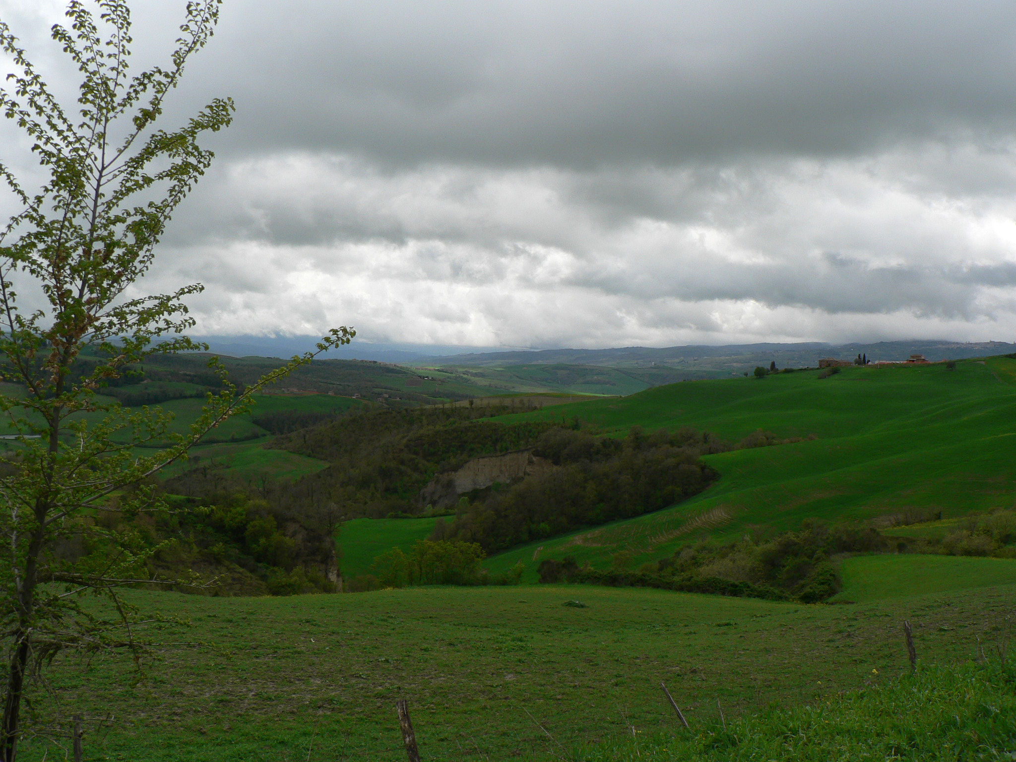 Panasonic DMC-FZ5 sample photo. Trees in toscana photography