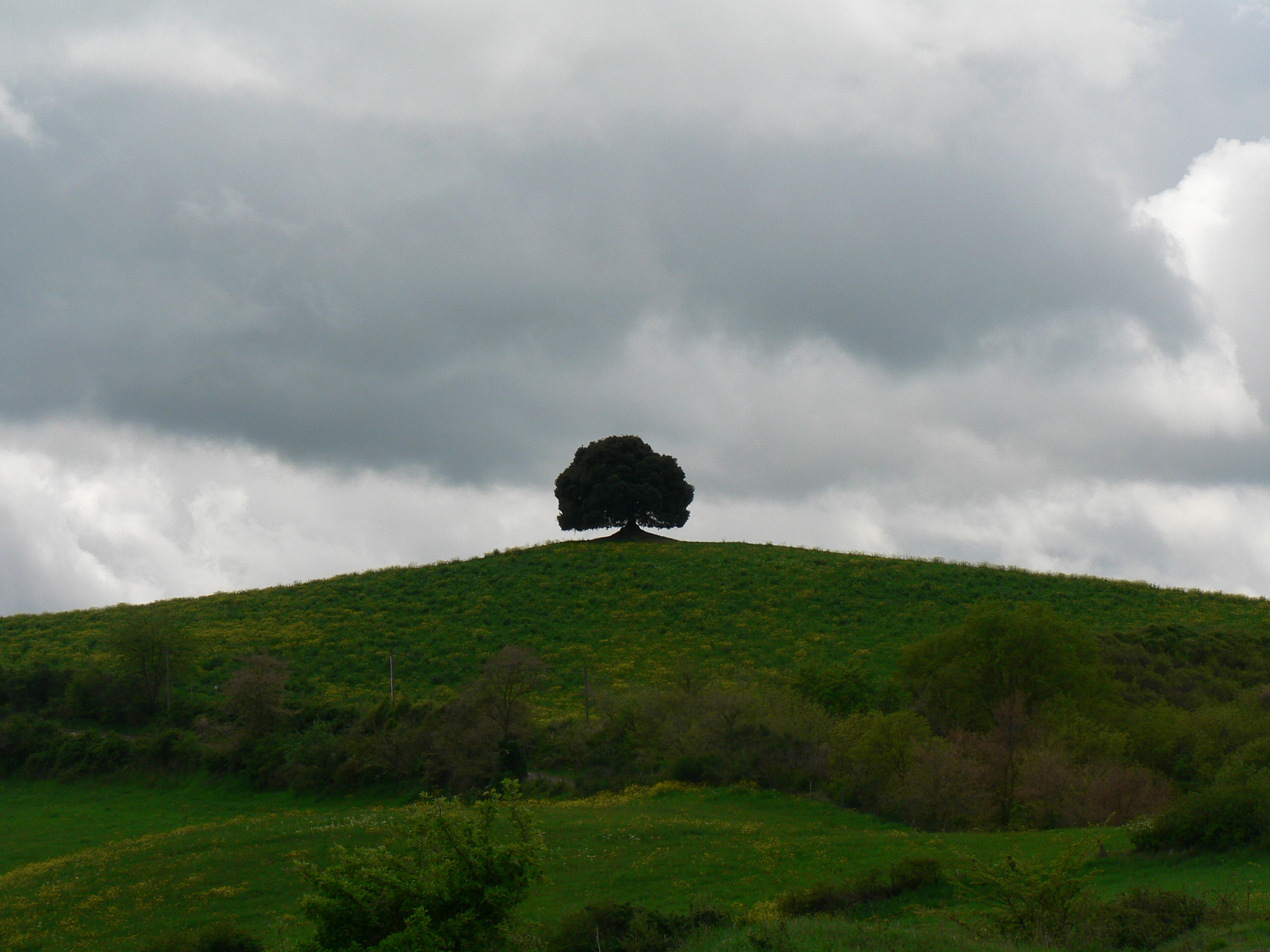 Panasonic DMC-FZ5 sample photo. Trees in toscana photography