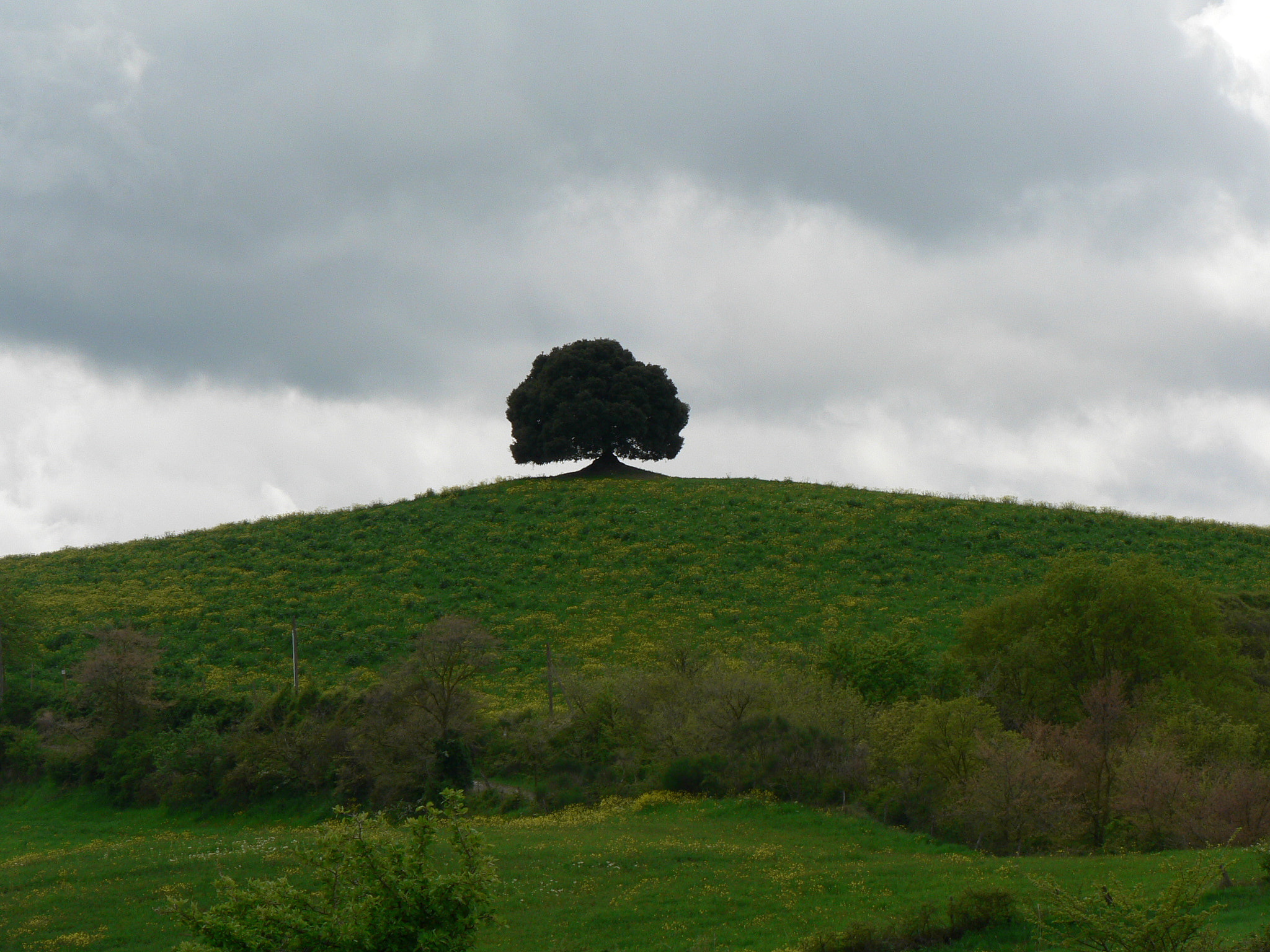 Panasonic DMC-FZ5 sample photo. Trees in toscana photography