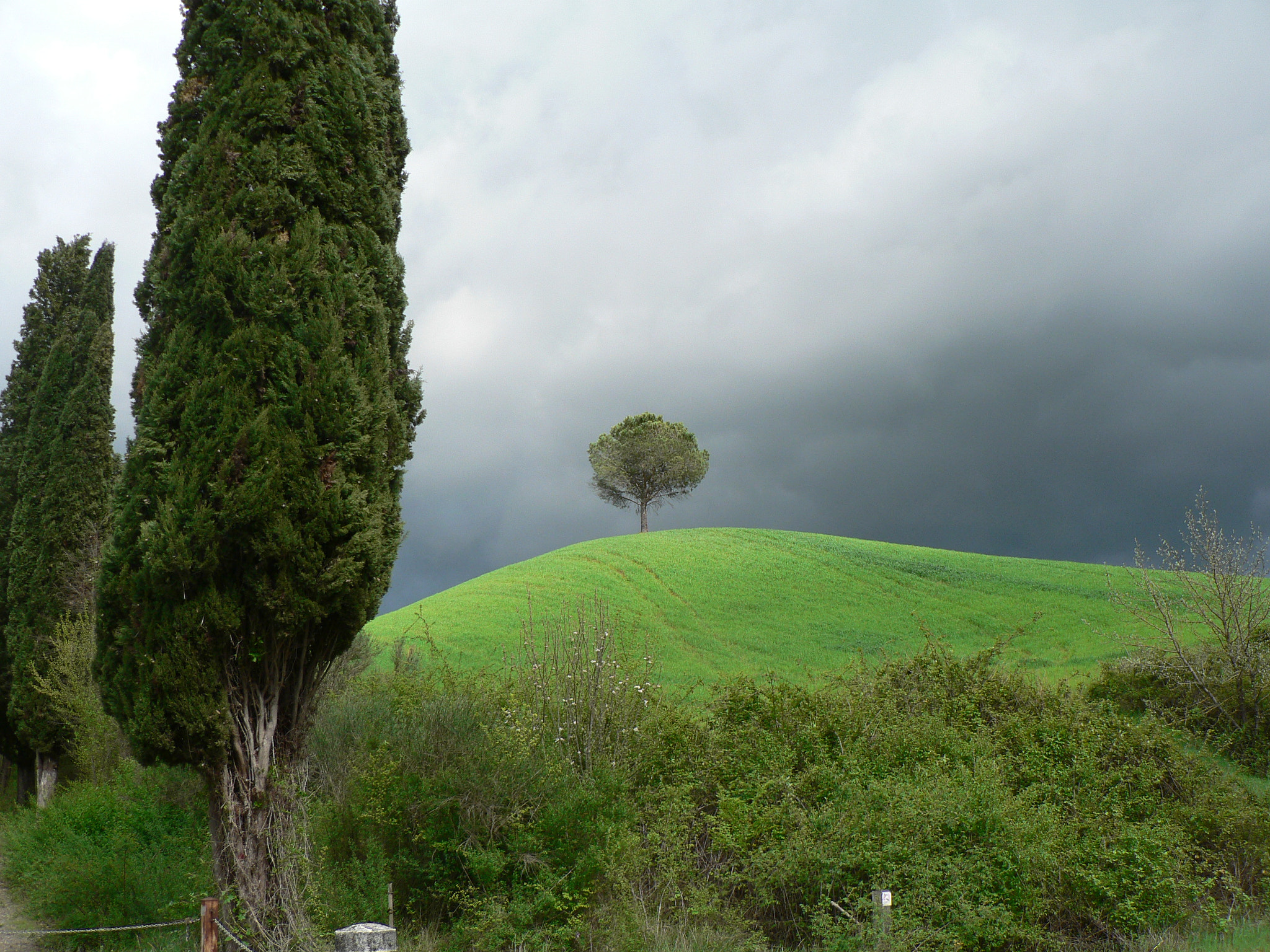 Panasonic DMC-FZ5 sample photo. Trees in toscana photography