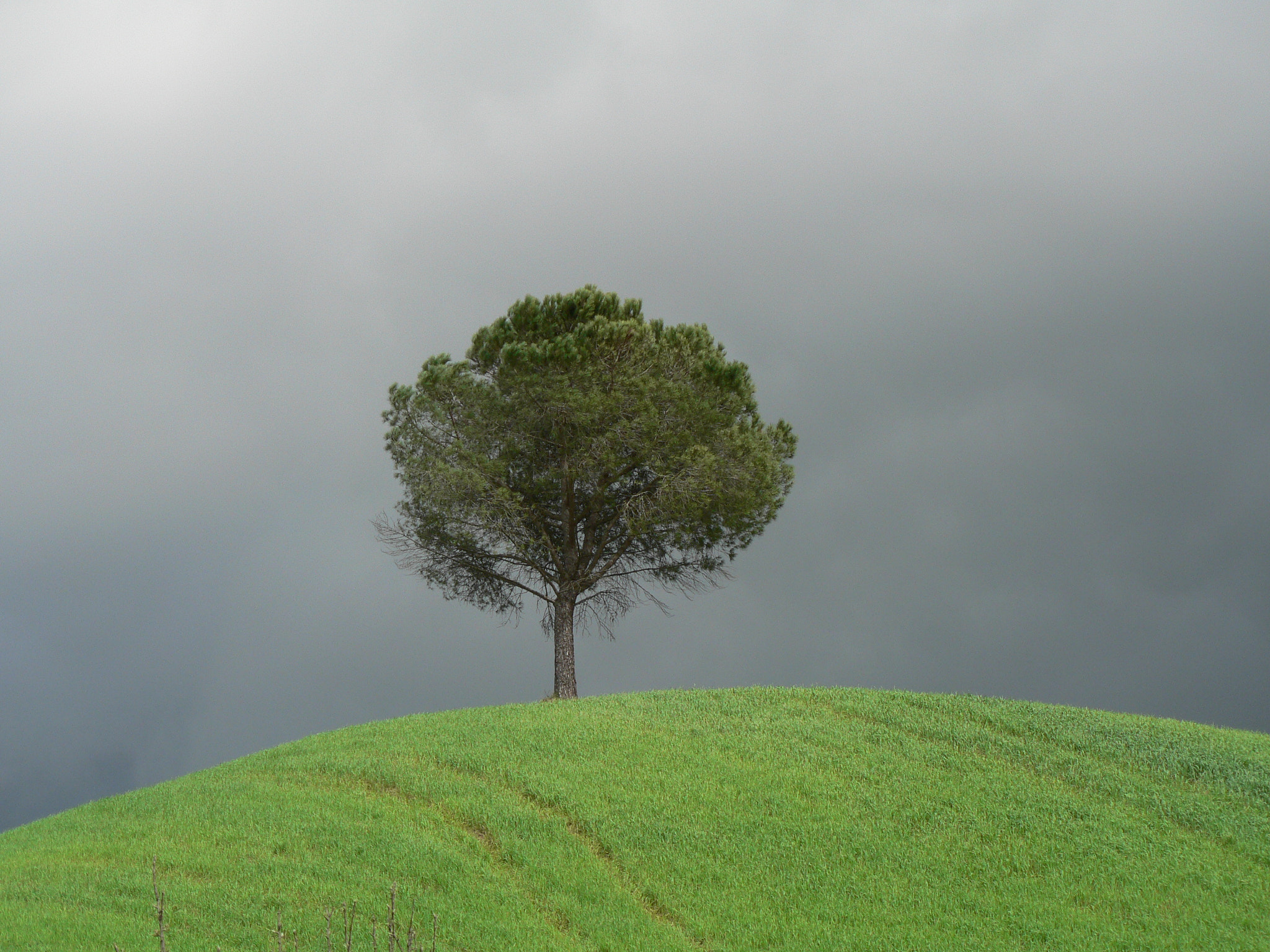 Panasonic DMC-FZ5 sample photo. Trees in toscana photography