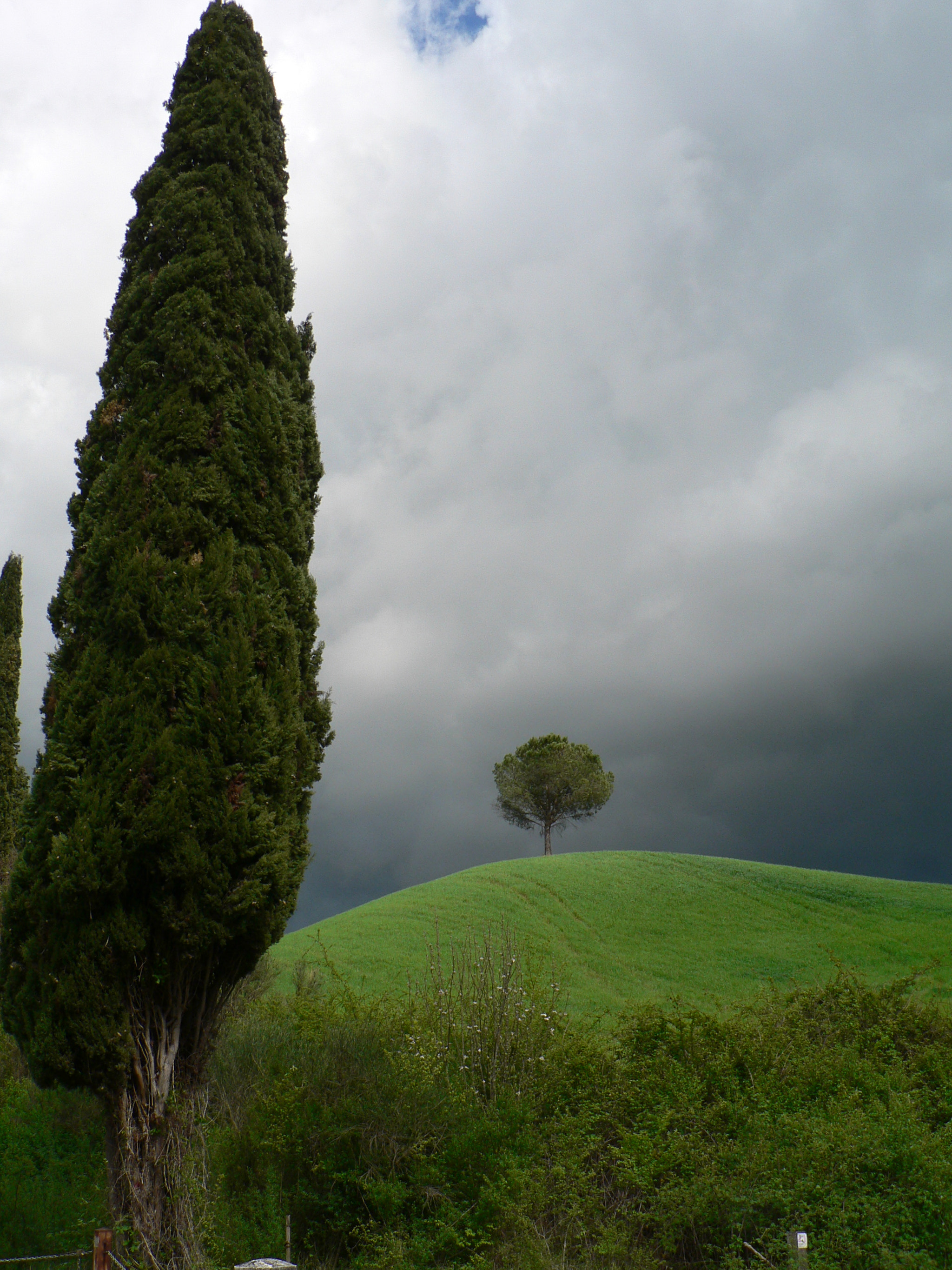 Panasonic DMC-FZ5 sample photo. Trees in toscana photography