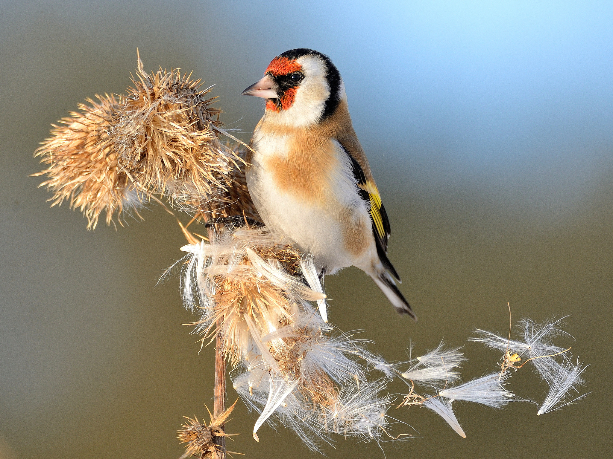 Nikon D610 + Sigma 150-600mm F5-6.3 DG OS HSM | C sample photo. щеголя photography