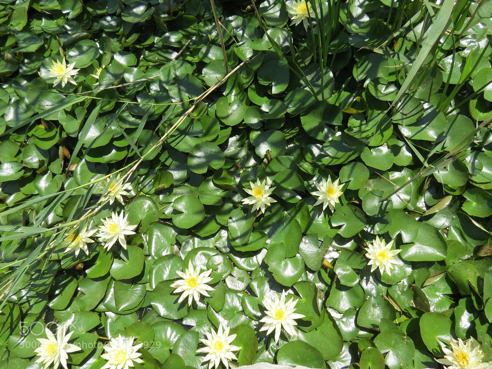 Canon PowerShot SX40 HS sample photo. Waterlilies photography