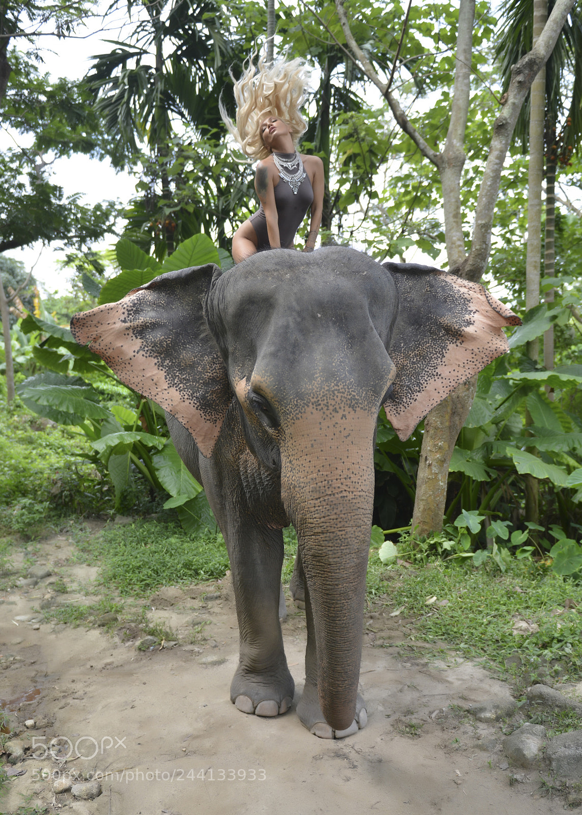 Nikon D800E sample photo. Queen of the jungle photography
