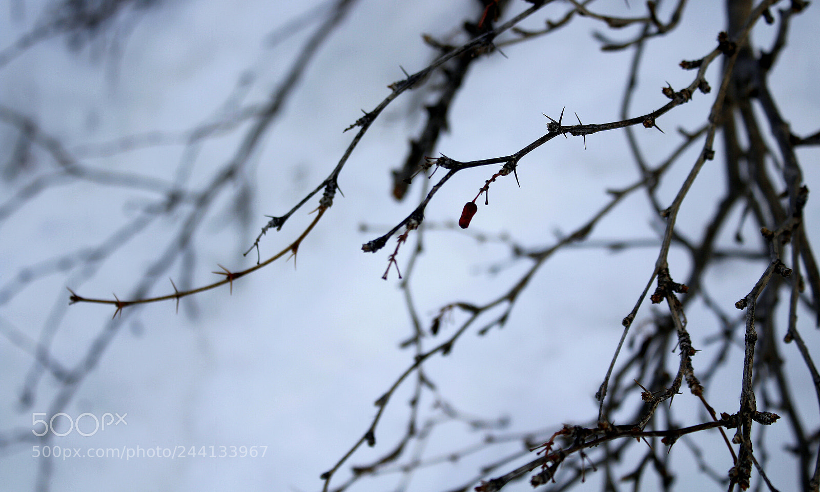 Canon EOS 1200D (EOS Rebel T5 / EOS Kiss X70 / EOS Hi) sample photo. Contrast photography