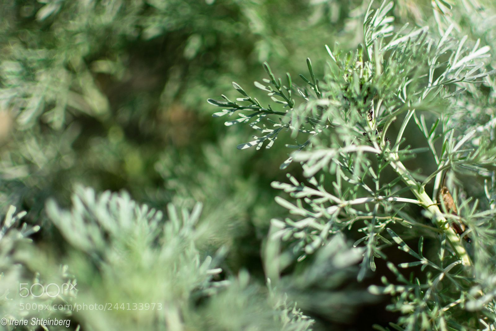 Nikon D3400 sample photo. Artemisia arborescens photography