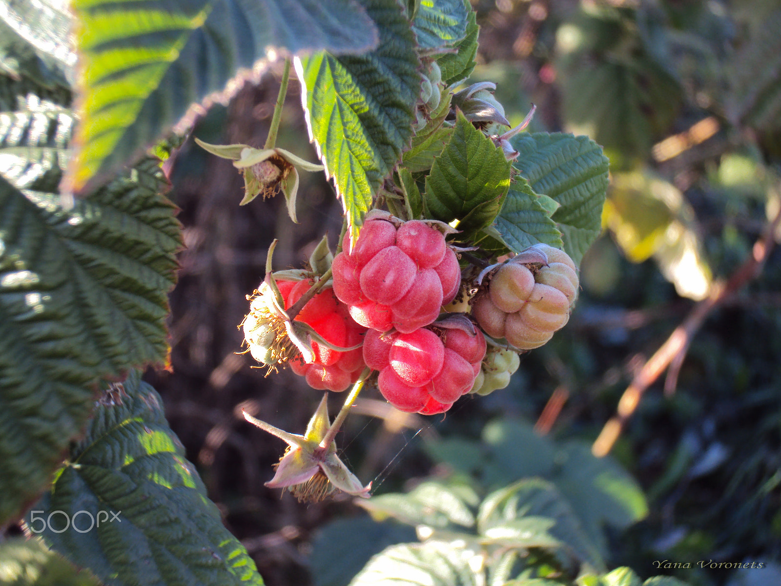 Sony DSC-W190 sample photo. Raspberries in october photography