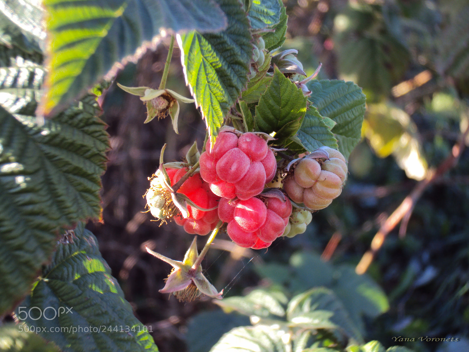 Sony DSC-W190 sample photo. Autumn. raspberries photography