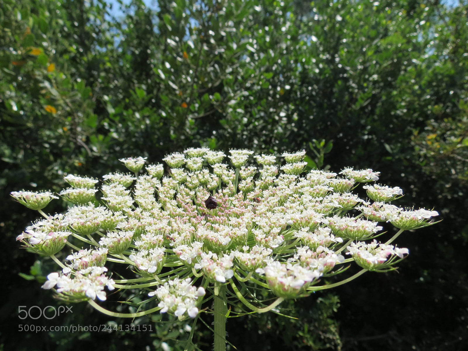 Canon PowerShot SX40 HS sample photo. Wild flower photography