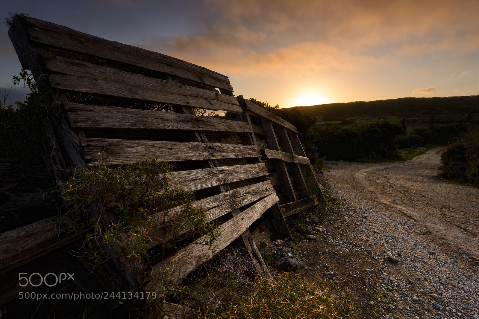 Nikon D800 sample photo. Golden way photography