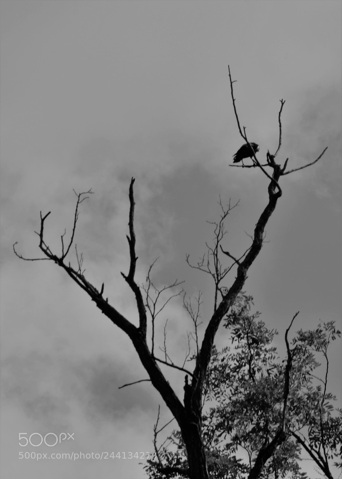 Nikon D3200 sample photo. The crow photography
