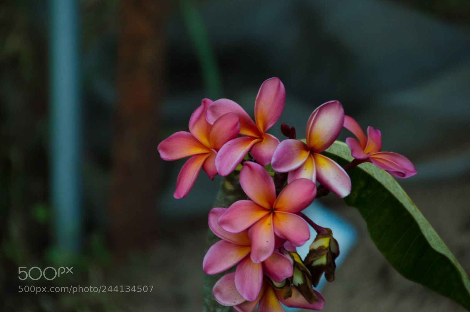 Nikon D3200 sample photo. Frangipani fragrance photography