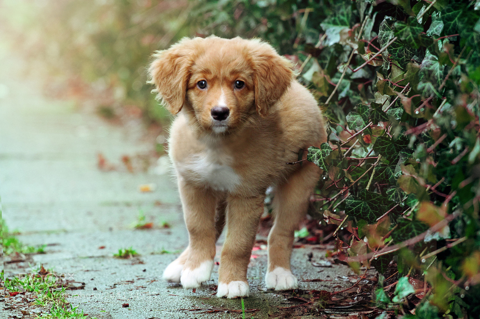 Canon EOS 500D (EOS Rebel T1i / EOS Kiss X3) sample photo. Cuteness overloaded photography