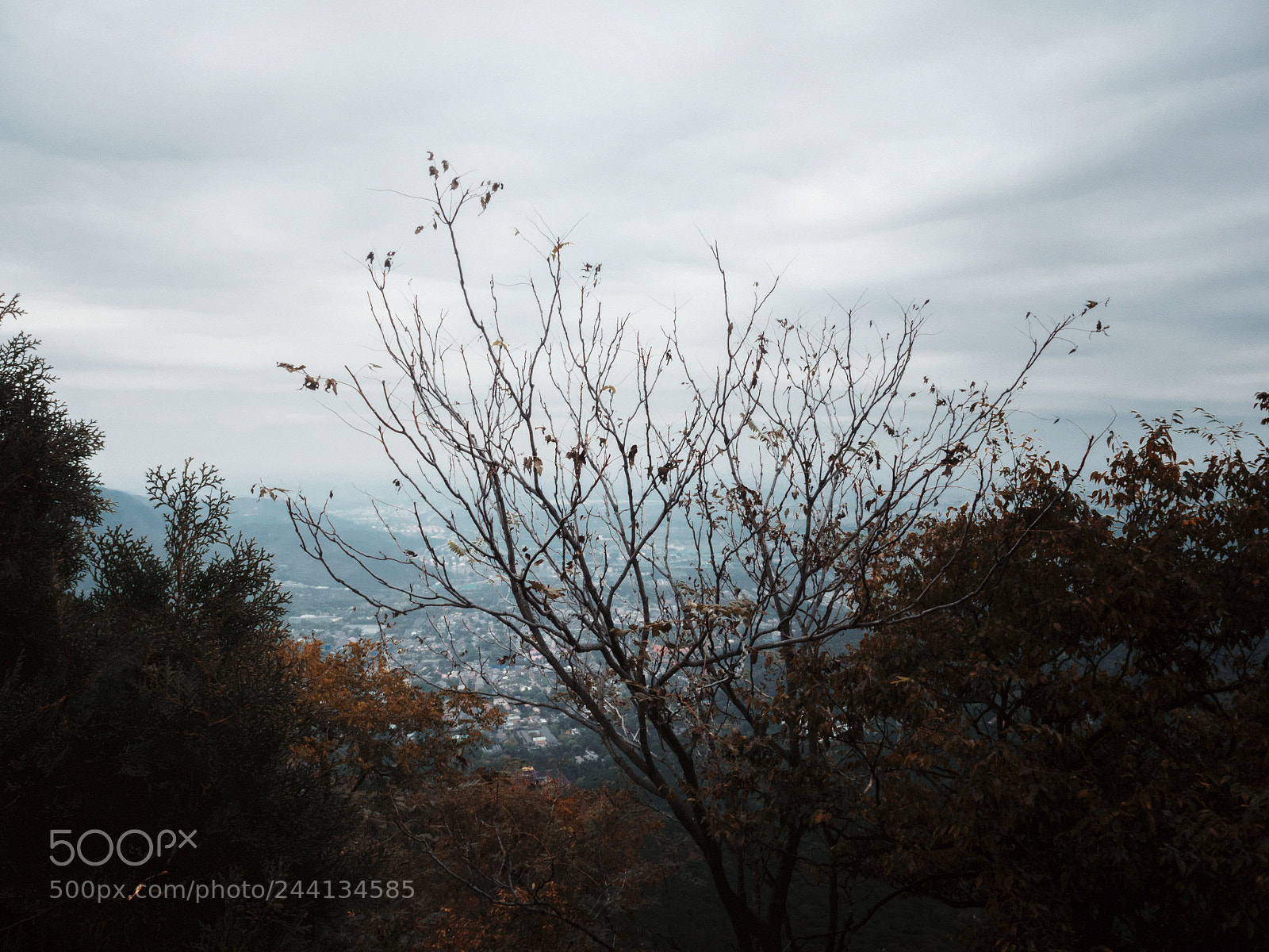 Olympus OM-D E-M5 II sample photo. Fall of beijing photography