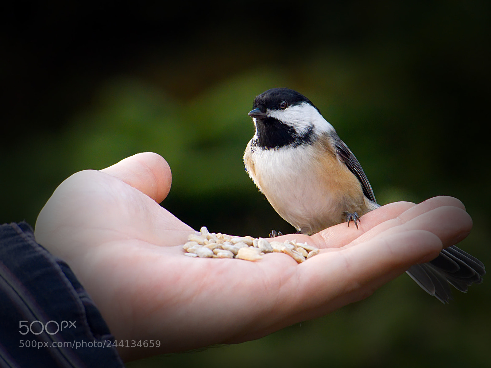 Panasonic Lumix DC-GH5 sample photo. The hand that feeds photography