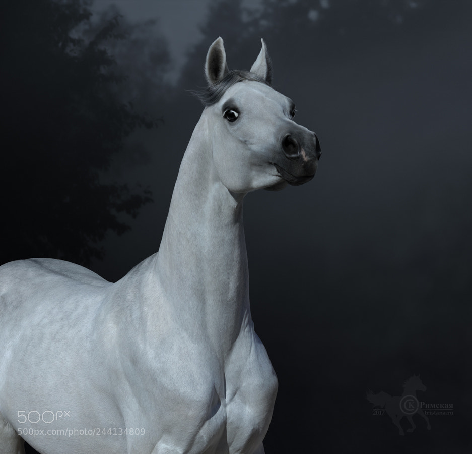 Canon EOS 7D Mark II sample photo. Graceful statuary arabian stallion photography