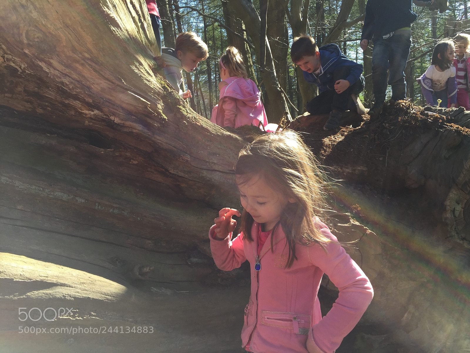 Apple iPhone 6 sample photo. Woods photography