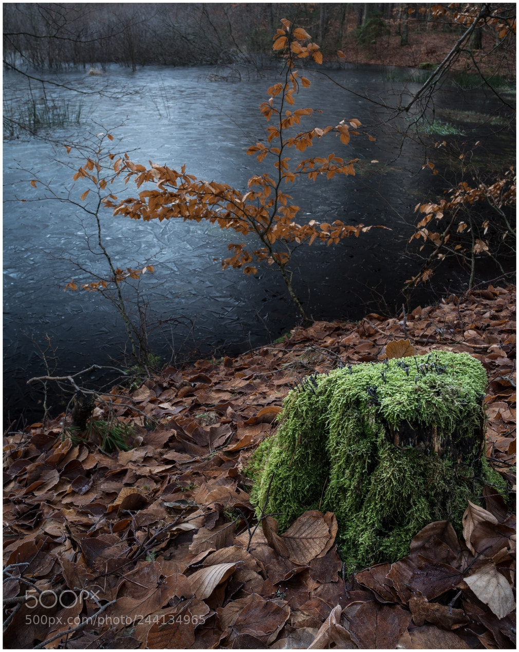 Nikon D7100 sample photo. From death springs life photography