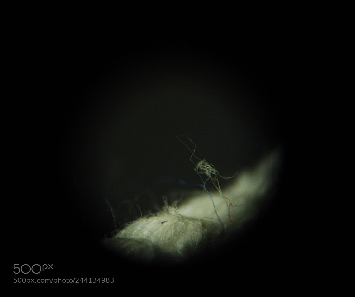 Nikon D80 sample photo. A flea about to photography
