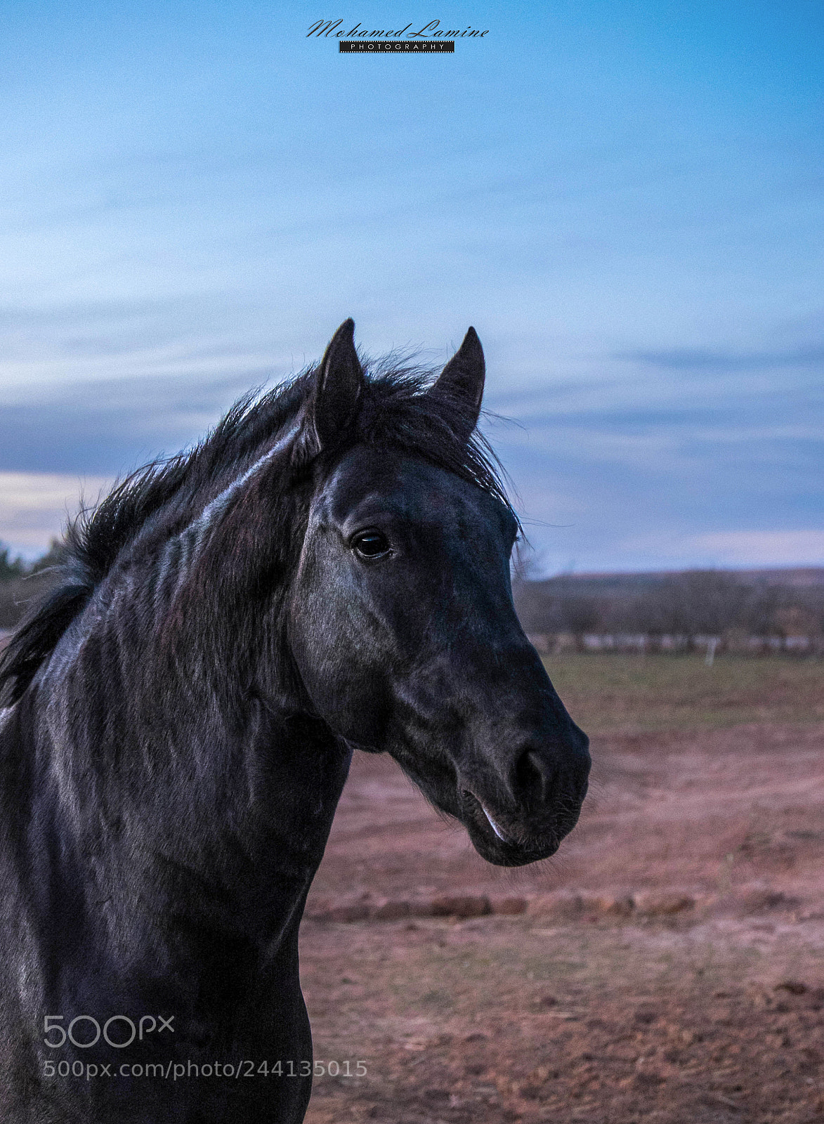Fujifilm X-T1 sample photo. Arabian horse photography
