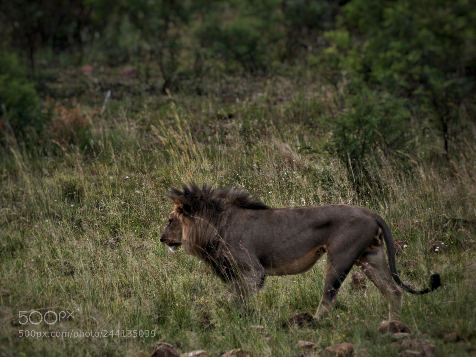 Olympus OM-D E-M5 sample photo. King of the bush photography