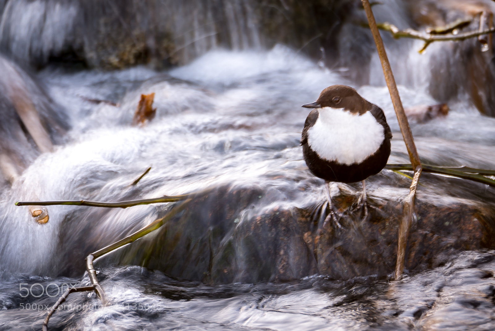 Nikon D610 sample photo. Dippers photography