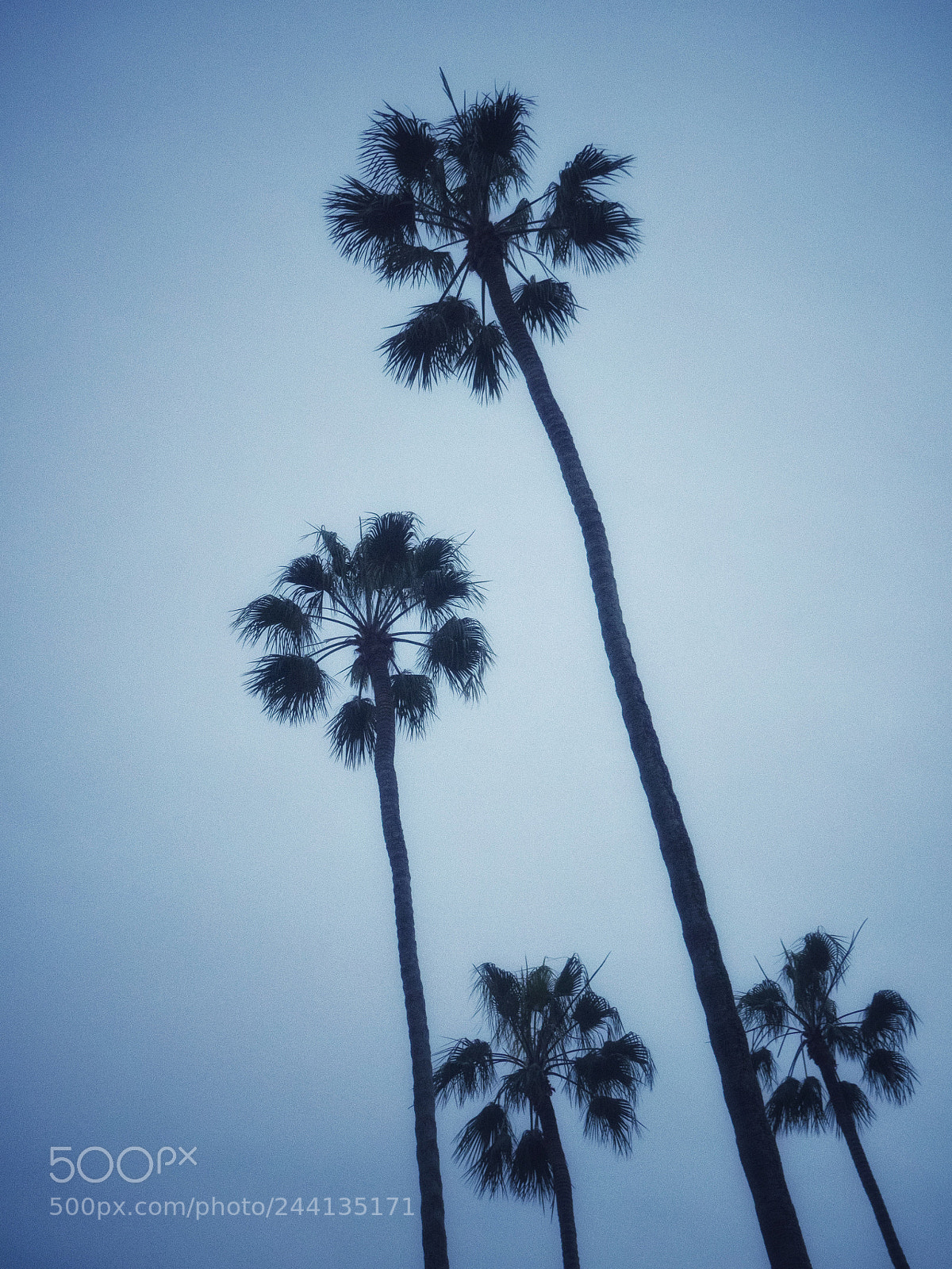 Olympus OM-D E-M1 sample photo. Palm tree at la photography