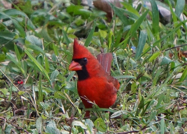 Sony a5100 sample photo. Red cardinal photography