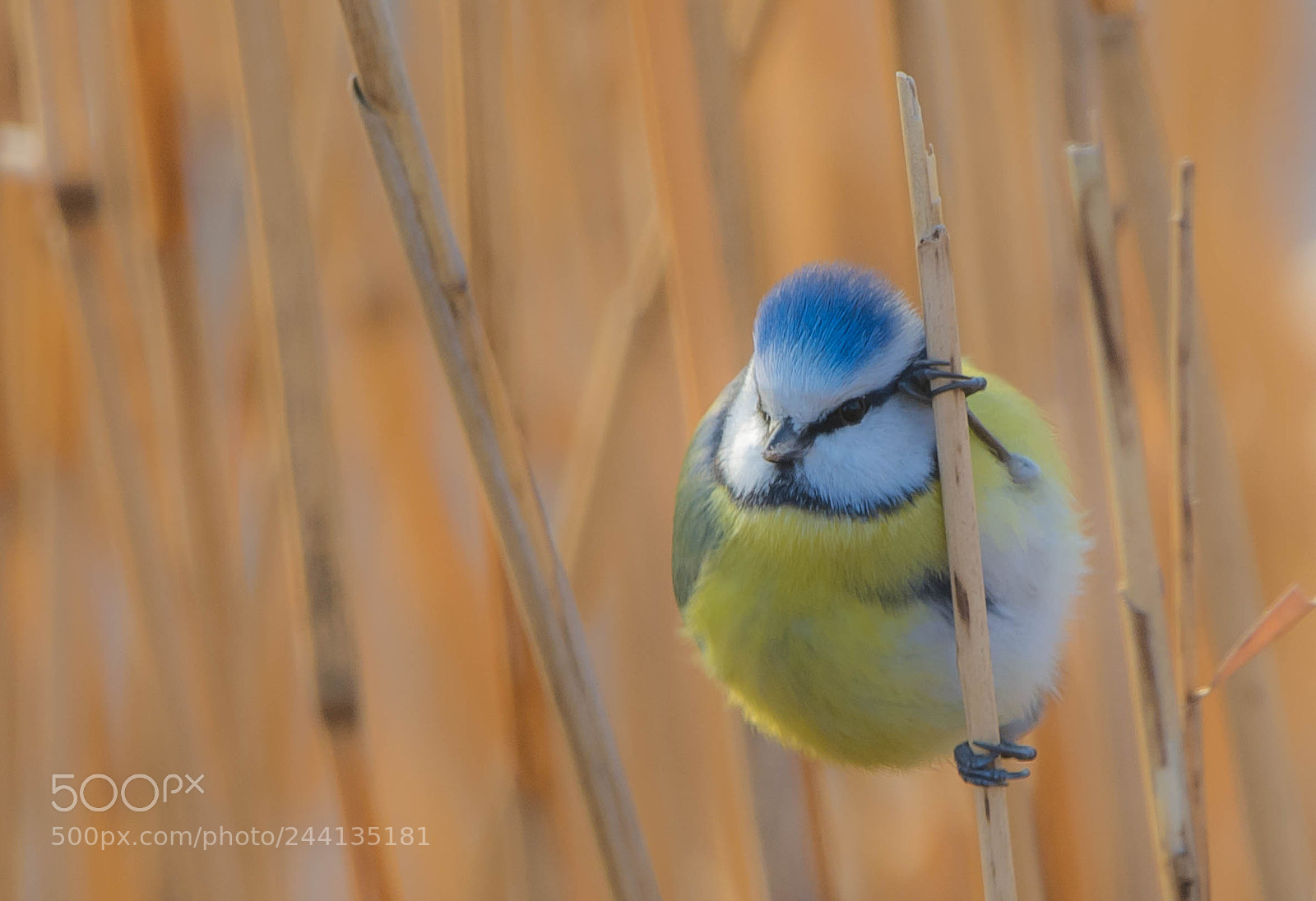 Nikon D7100 sample photo. Cyanister caeruleus photography