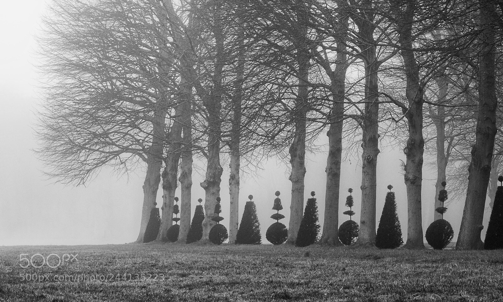 Fujifilm X-T20 sample photo. Topiary art photography