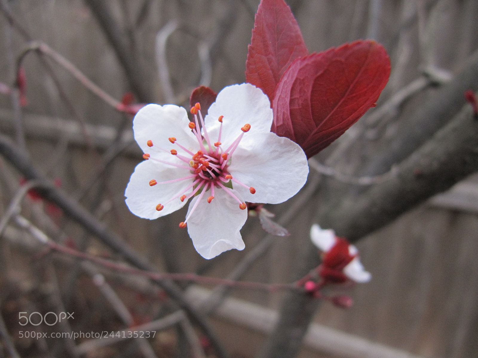 Canon PowerShot SX200 IS sample photo. Untitled photography