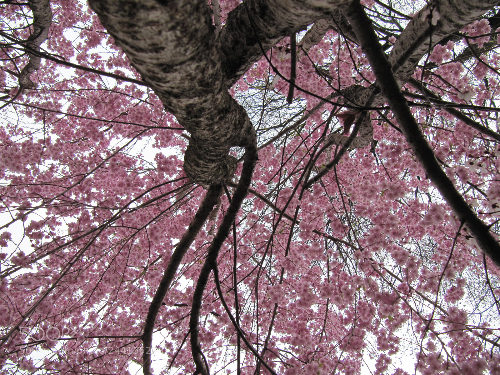 Canon PowerShot SX200 IS sample photo. Weeping cherry photography