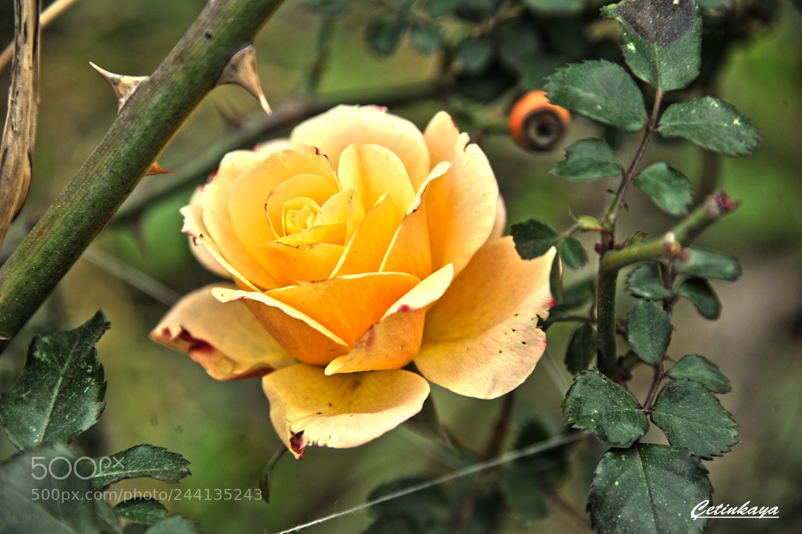 Nikon D700 sample photo. Rose photography