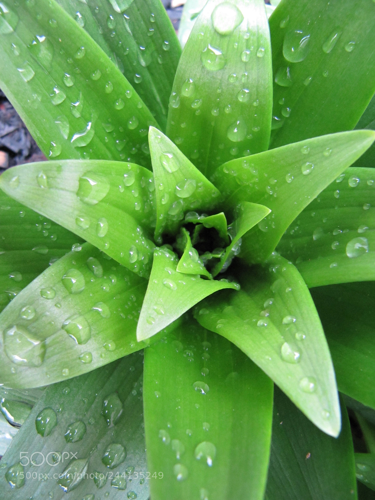 Canon PowerShot SX200 IS sample photo. Lily after the rain photography