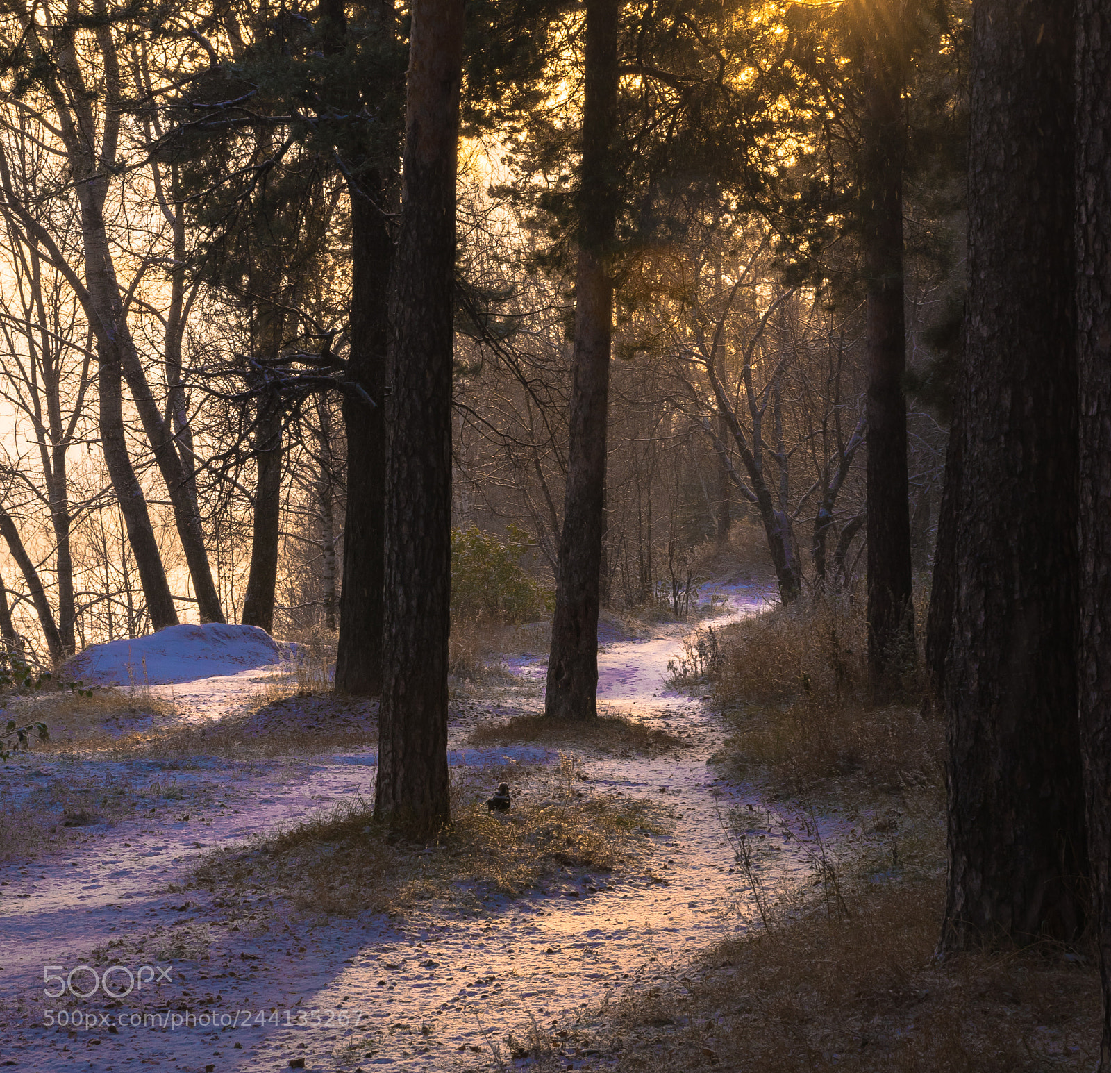 Nikon D5500 sample photo. Winter footpath photography