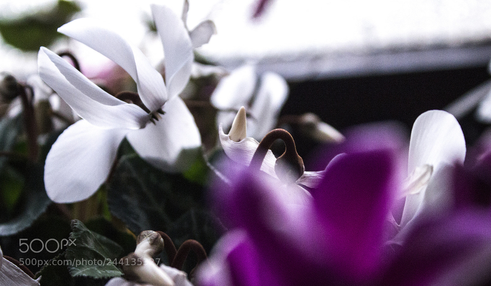 Canon EOS 1200D (EOS Rebel T5 / EOS Kiss X70 / EOS Hi) sample photo. Flowers  (challange january 28) photography