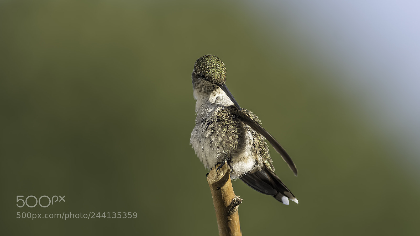 Nikon D7100 sample photo. Preening photography