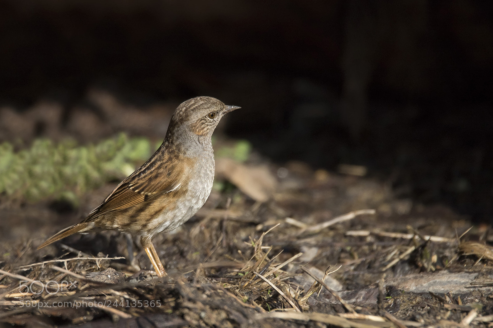 Canon EOS 7D Mark II sample photo. ..passera scopaiola.. photography