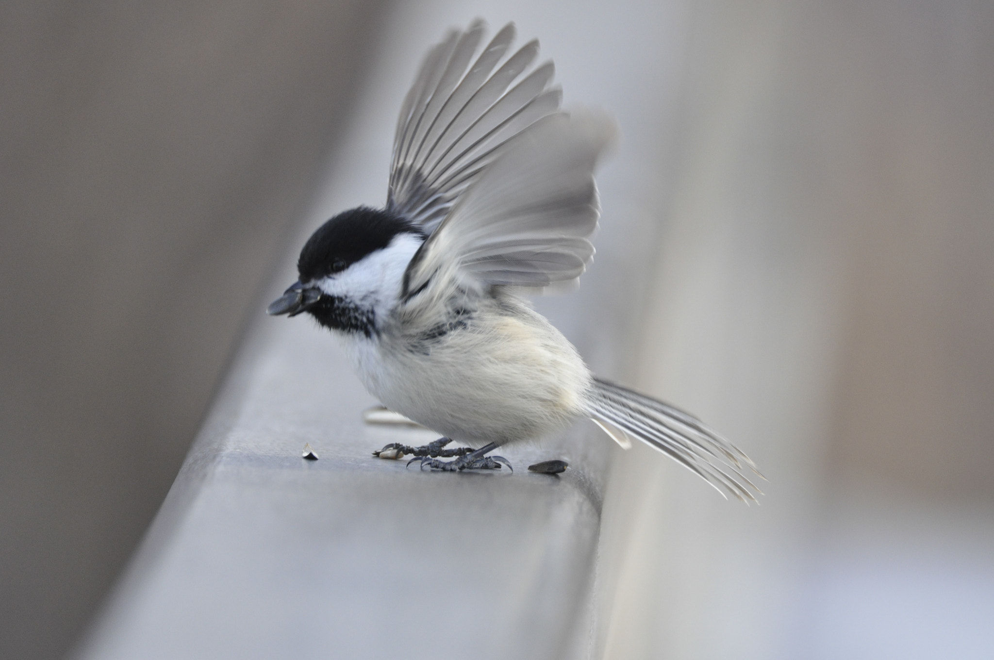 Sigma APO 170-500mm F5-6.3 Aspherical RF sample photo. Chickadee photography